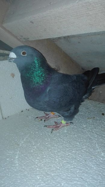  - Masculi pentru 2018