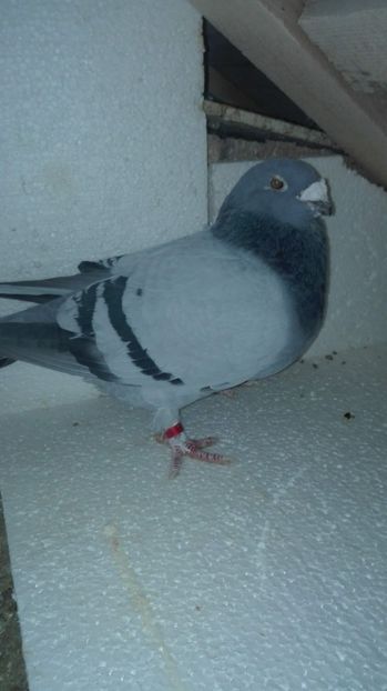  - Masculi pentru 2018