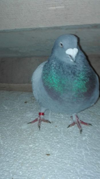  - Masculi pentru 2018