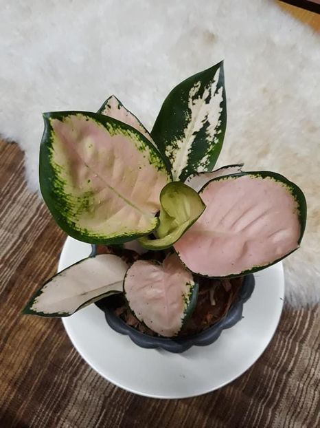 Aglaonema - 00 CAUT ACESTE PLANTE