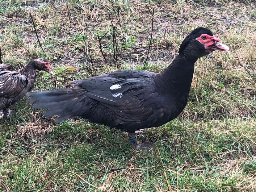 Alfa - 0001 rate lesesti matca 2019 lot 2