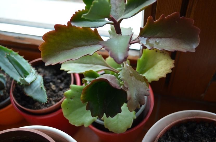  - suculente si cactusi