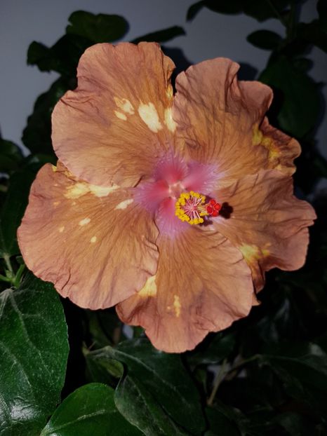  - Hibiscus Antique Treasure