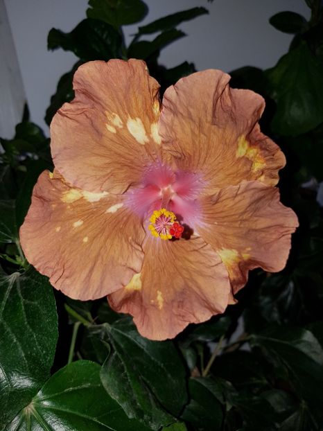  - Hibiscus Antique Treasure