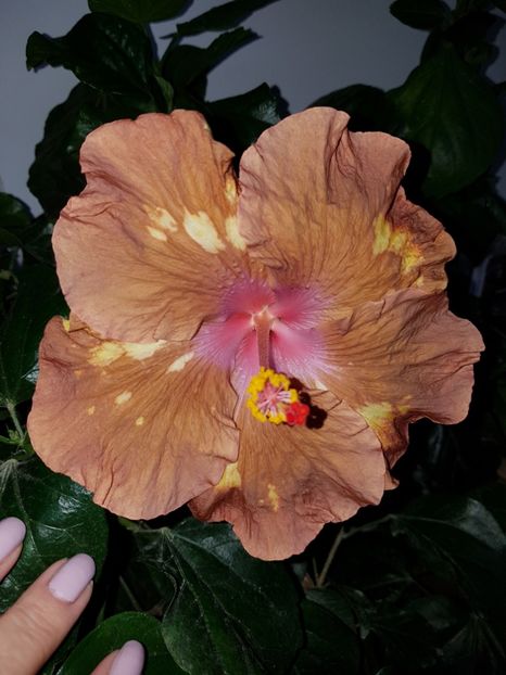  - Hibiscus Antique Treasure