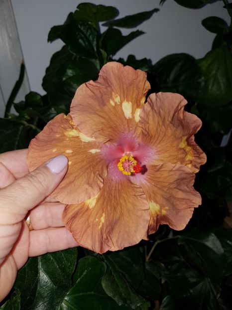  - Hibiscus Antique Treasure