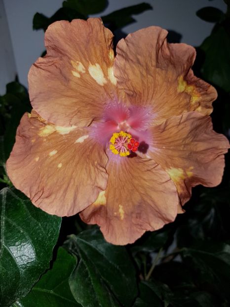  - Hibiscus Antique Treasure