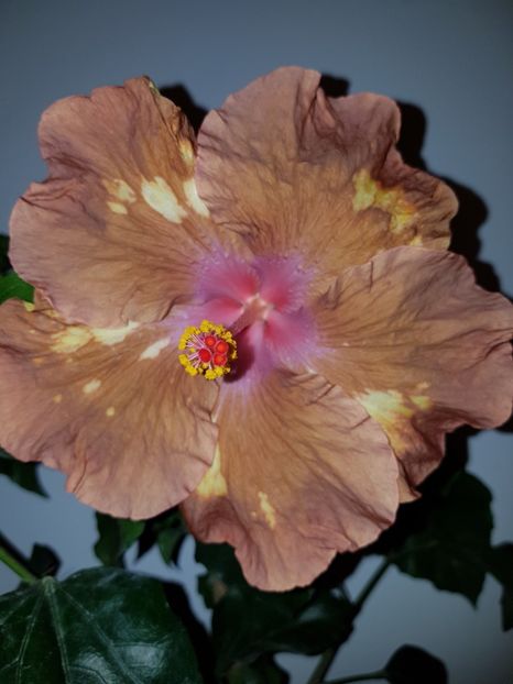  - Hibiscus Antique Treasure