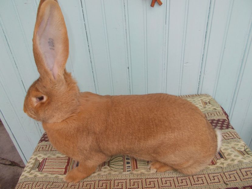 10,5 luni - 2 FEMELA