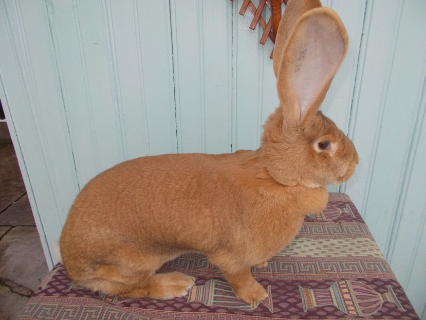 RO25-1878 - 3 FEMELA 96-5 P CAMPION