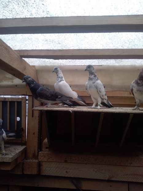  - Zburător brezat de Budapesta