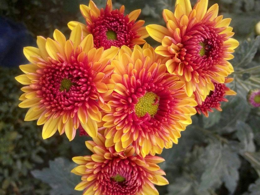 44525117_2030084970363937_2884128469782888448_o - Imi doresc