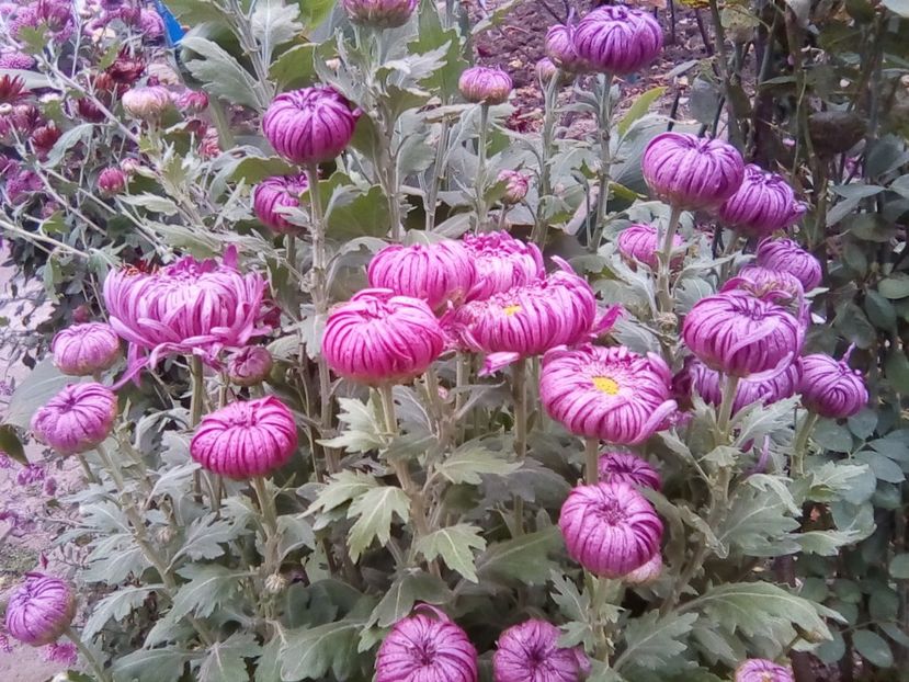  - Crizanteme si tufanele