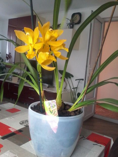 1542886684159-1852747532 - Flori de camera