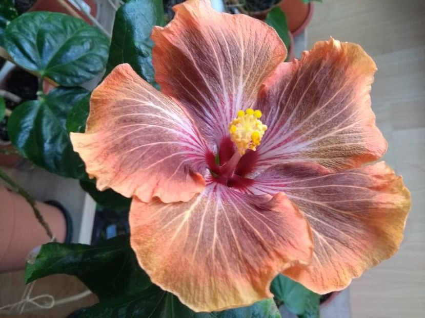  - Tahitian Brown Delight