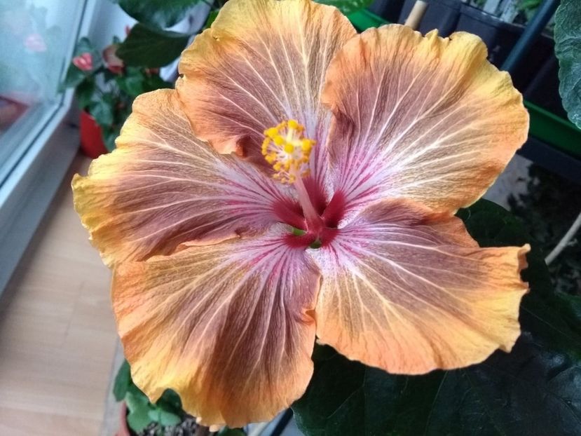  - Tahitian Brown Delight