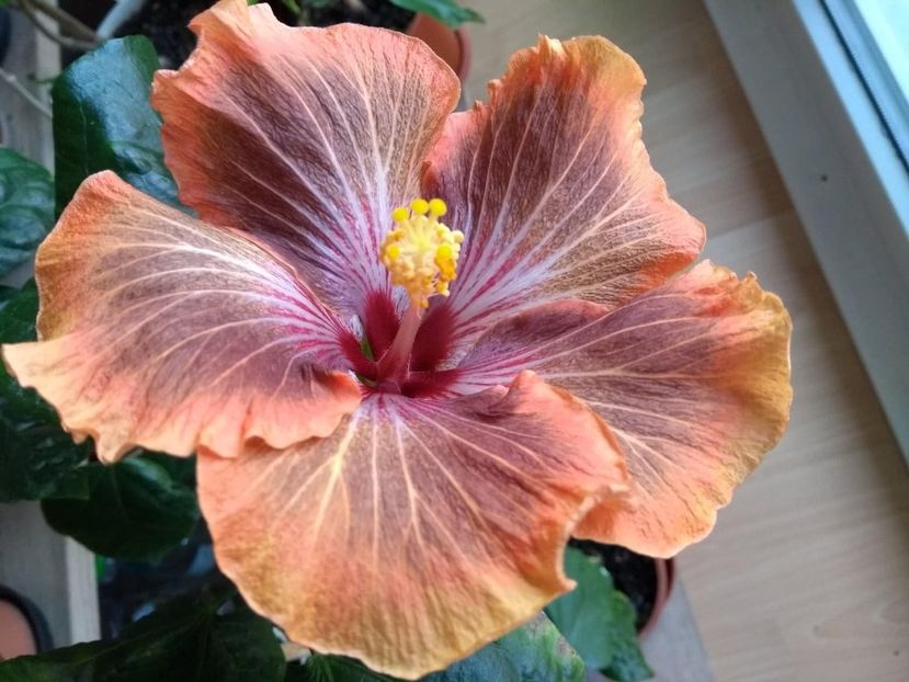  - Tahitian Brown Delight