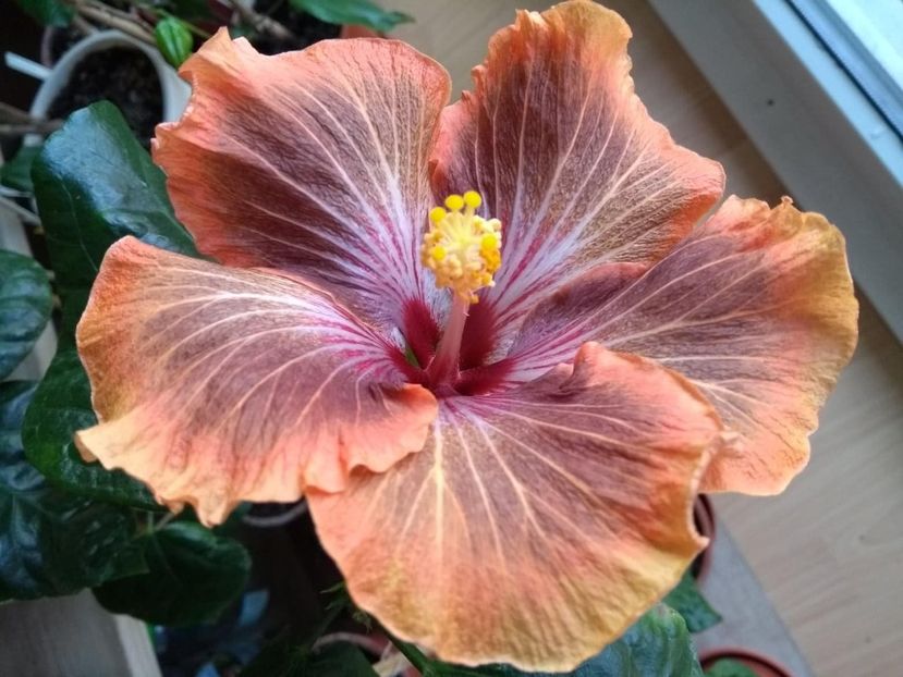  - Tahitian Brown Delight