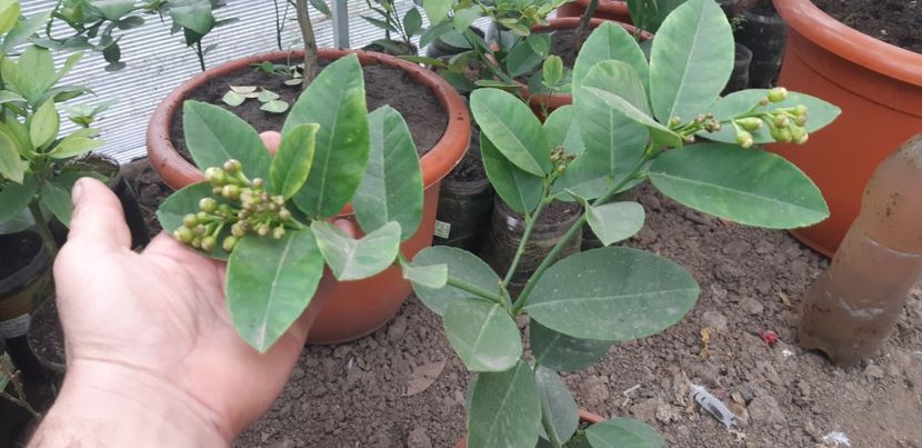 Lămâi Mexican roșu cu aromă de vanilie - Colectionaruldecitrice de vînzare