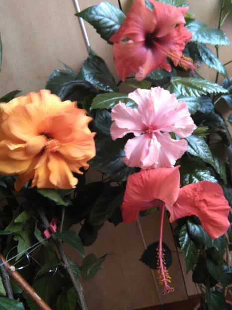  - Hibiscus 2015-2024