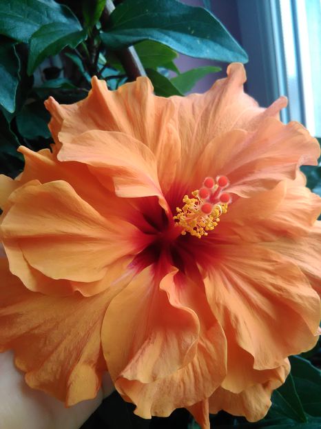  - Hibiscus 2015-2024