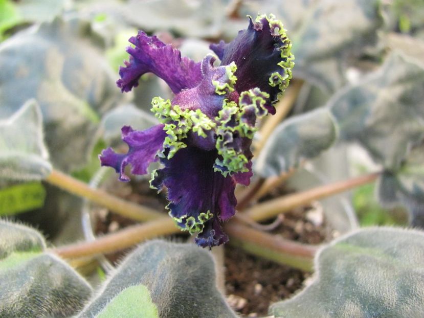  - ZzZPurple Passion sport