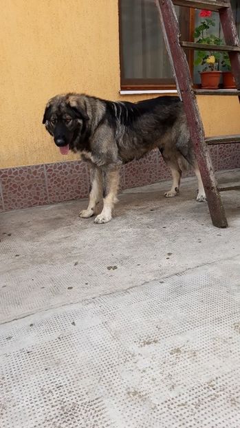  - Novac de pe Somes - Ciobanesc Romanesc Carpatin