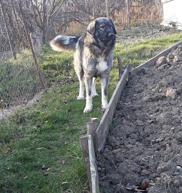  - Novac de pe Somes - Ciobanesc Romanesc Carpatin