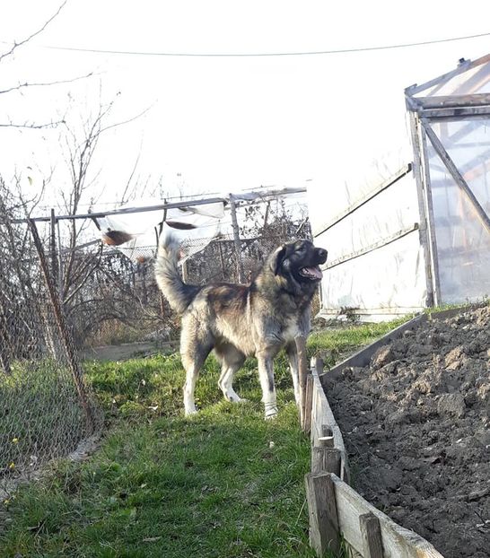  - Novac de pe Somes - Ciobanesc Romanesc Carpatin