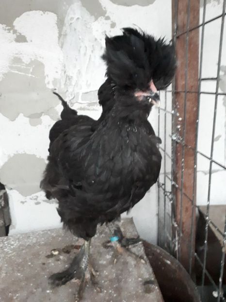  - Pui gaina 2018