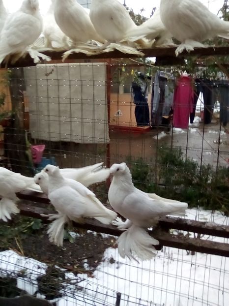  - Jucători de Botoșani 2018