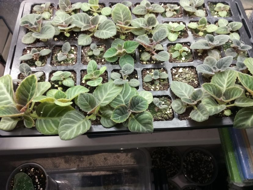 Seria 2 la două luni - Gloxinii din semințele obținute de mine 2018-2019