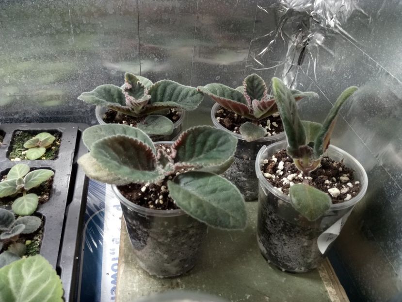 Seria1 la 2luni jumate - Gloxinii din semințele obținute de mine 2018-2019