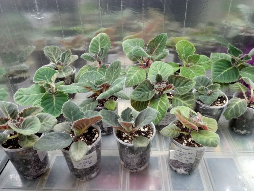 Seria1 la2 luni jumate - Gloxinii din semințele obținute de mine 2018-2019