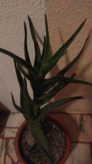Aloe ! - Florile familiei