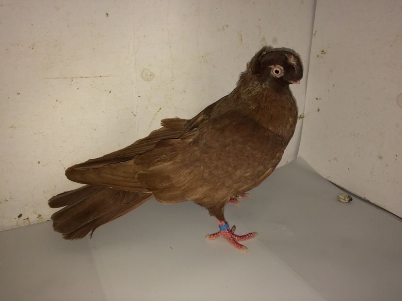 7000  mascul  2018_1 - pui 2018 BM