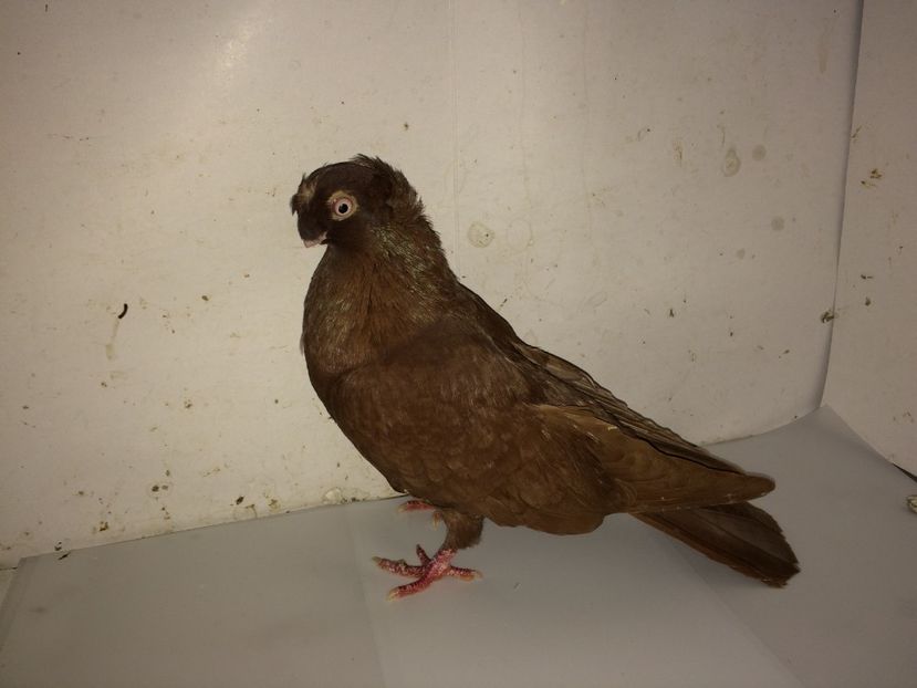 7000  mascul  2018_2 - pui 2018 BM