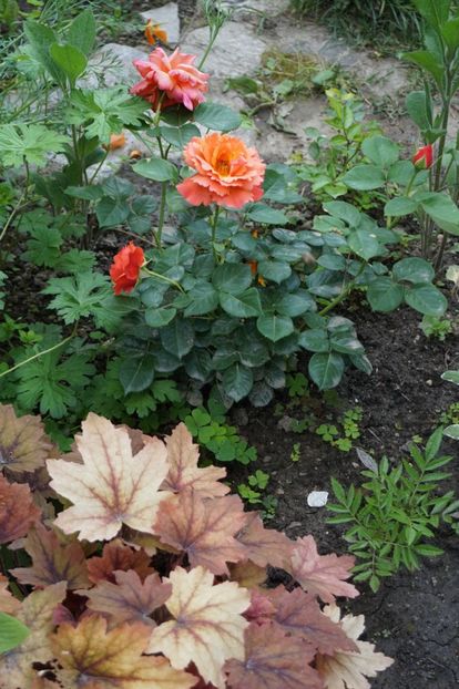  - Heuchera 2018- 2019- 2020