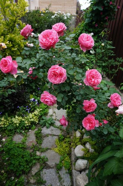  - Leonardo da Vinci Cl