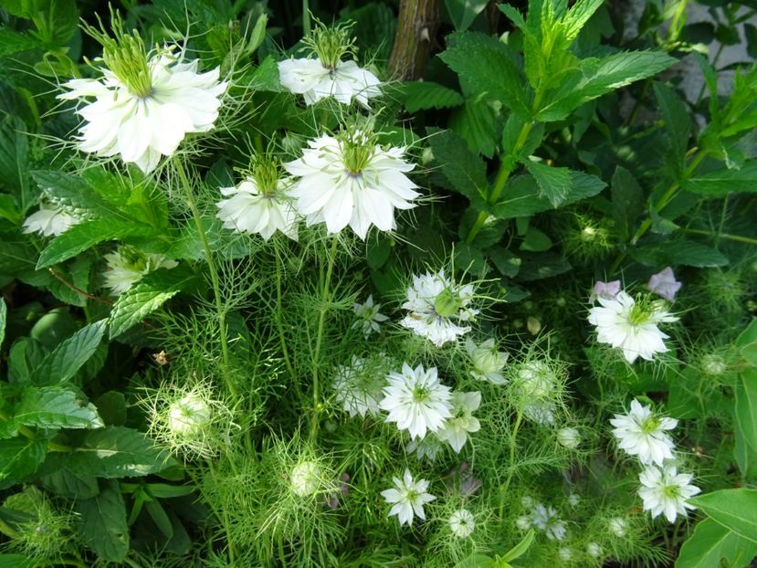 2014-09-17 02.40.26 - Nigella Sativa