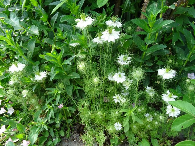 2014-09-17 02.40.35 - Nigella Sativa