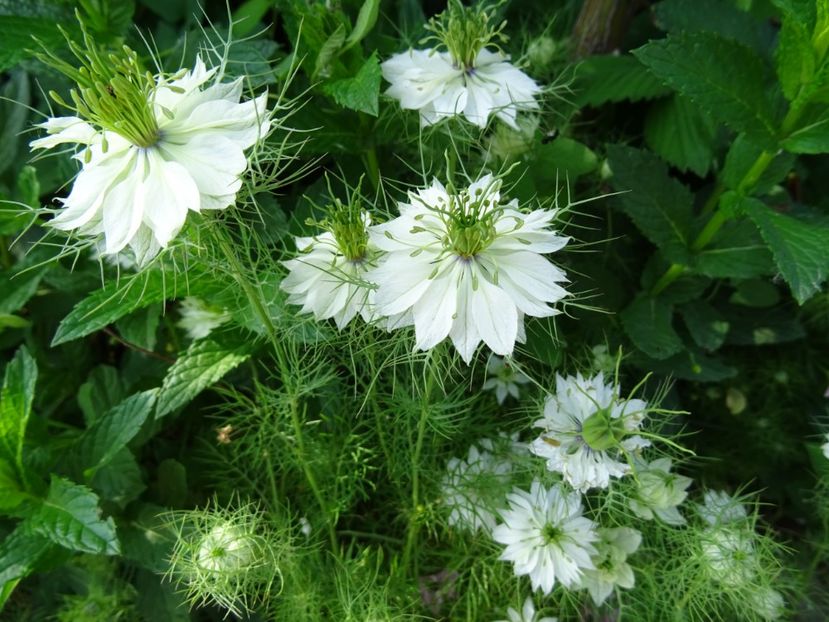 2014-09-17 02.40.43 - Nigella Sativa