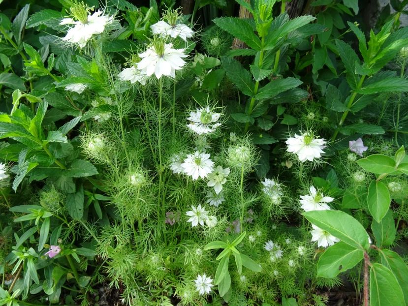 2014-09-17 02.40.51 - Nigella Sativa