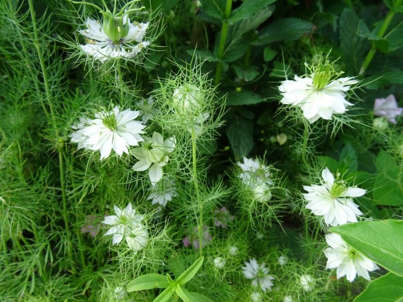 2014-09-17 02.40.57 - Nigella Sativa