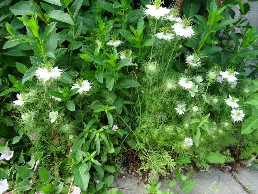 2014-09-17 02.41.14 - Nigella Sativa