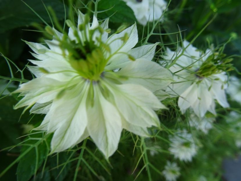 2014-09-17 04.07.57 - Nigella Sativa