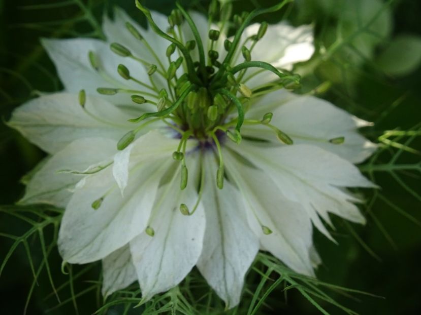 2014-09-17 04.08.22 - Nigella Sativa