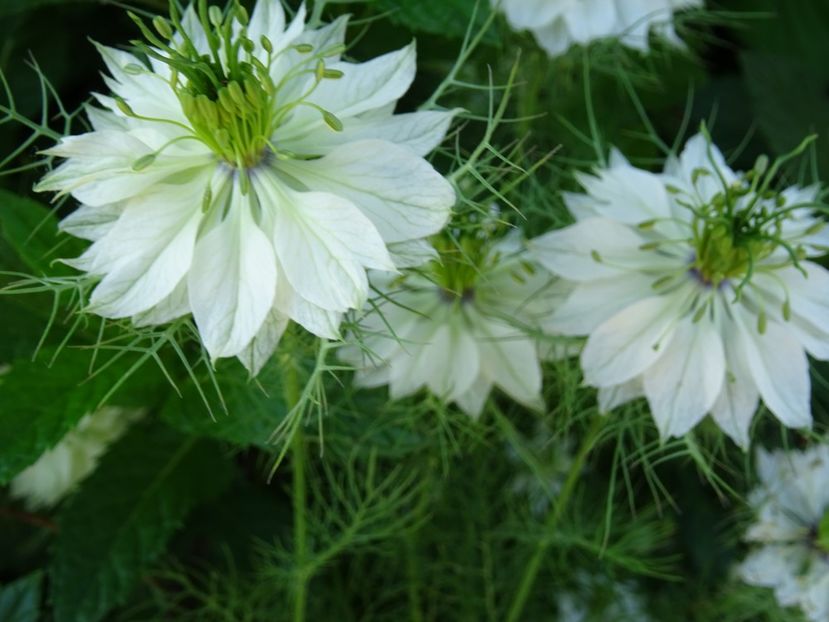 2014-09-17 04.08.36 - Nigella Sativa