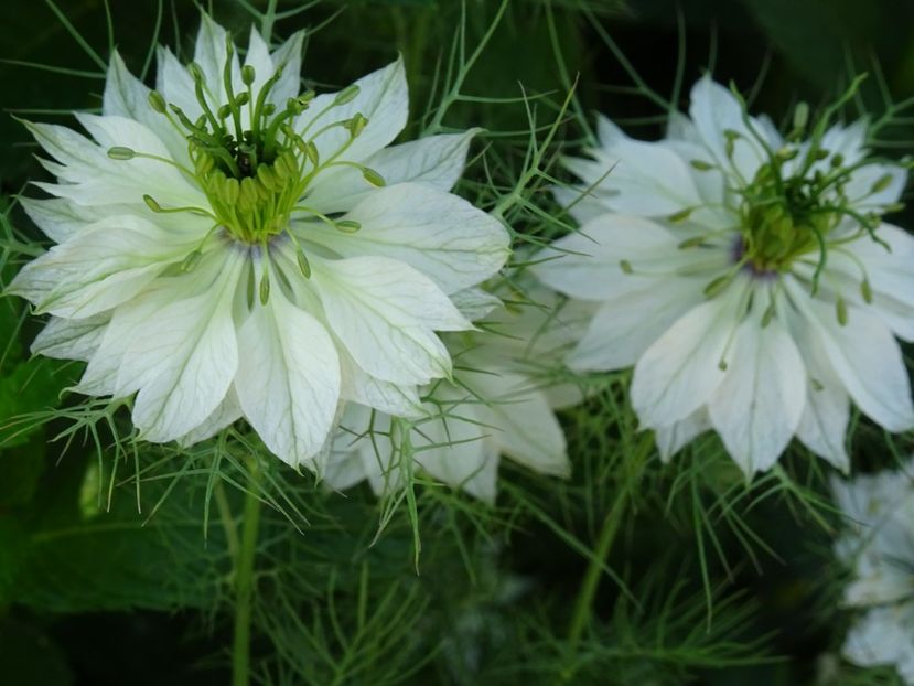 2014-09-17 04.09.32 - Nigella Sativa