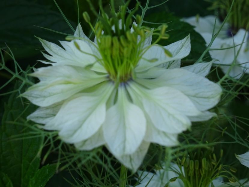 2014-09-17 04.10.10 - Nigella Sativa